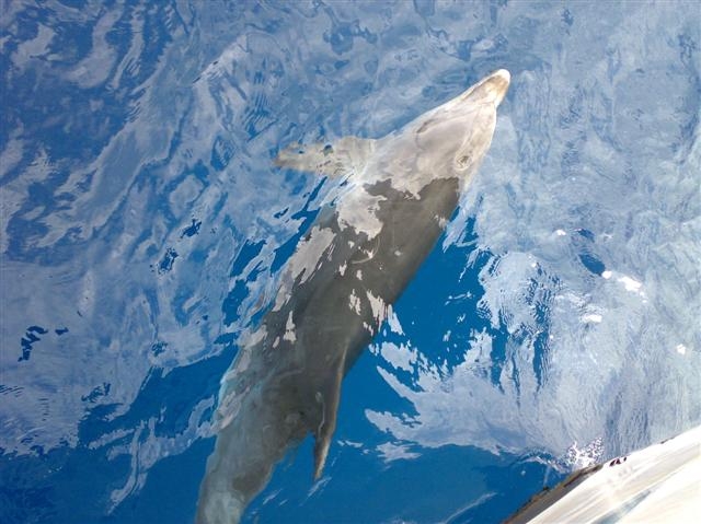 Delfin Mular.jpg